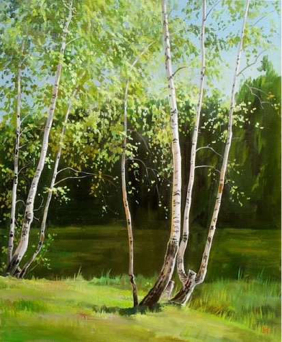 Березы,залитые солнцем