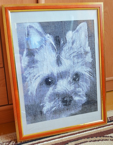 Йоркширский терьер - Кузя